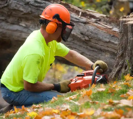 tree services Lambertville